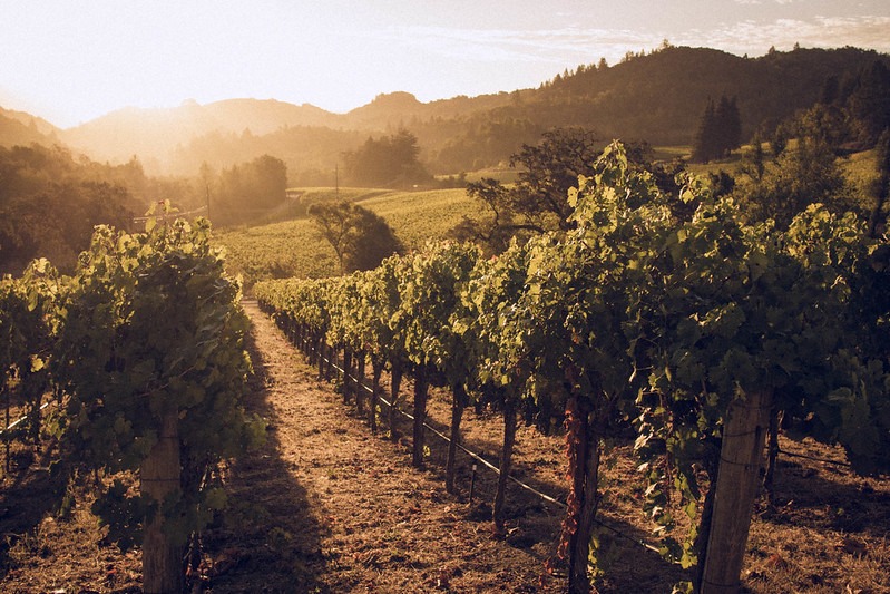 The Four Seasons Napa Valley has its own vineyard on the property. Photo: Flickr.