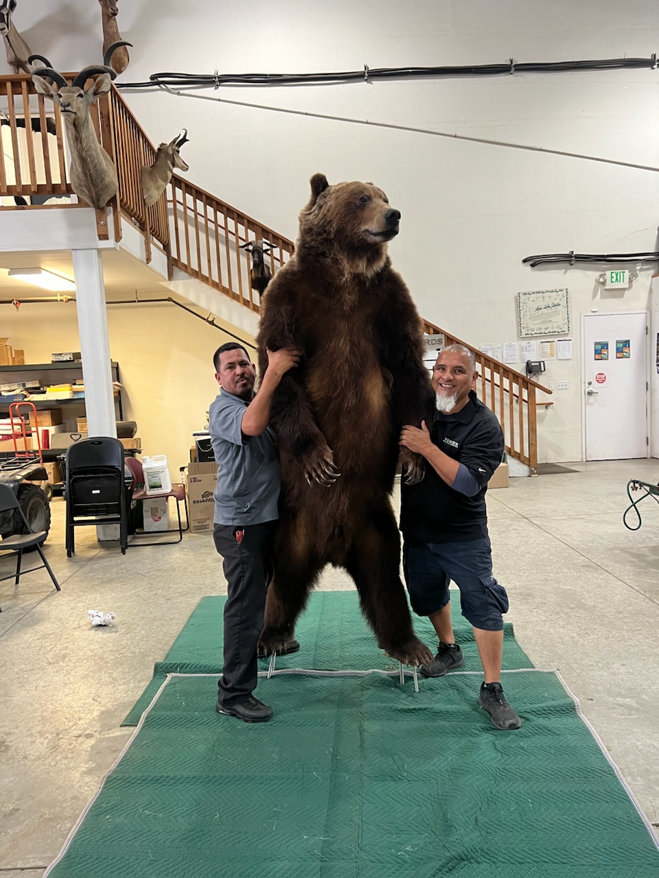 Two movers with a taxidermy bear